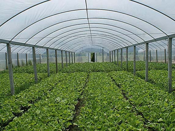 双鸭山连栋大棚种植的蔬菜图片