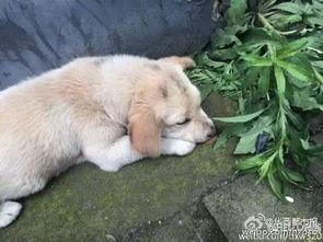 狗狗最新爆料视频下载免费,视频内容大揭秘，免费下载带你领略萌宠风采