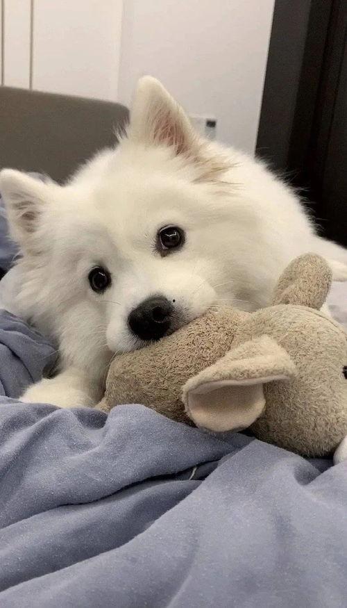 狗狗最新爆料文案短句,宠物界的最新爆料短句集锦