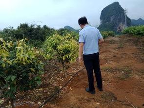 中源果农最新爆料,揭秘水果产业的秘密与挑战